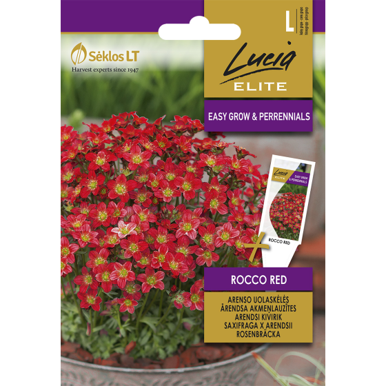 Akmeņlauzītes Ārendsa Rocco...