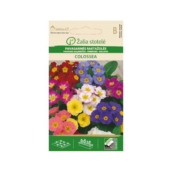 Prīmulas Colosea daudzg.