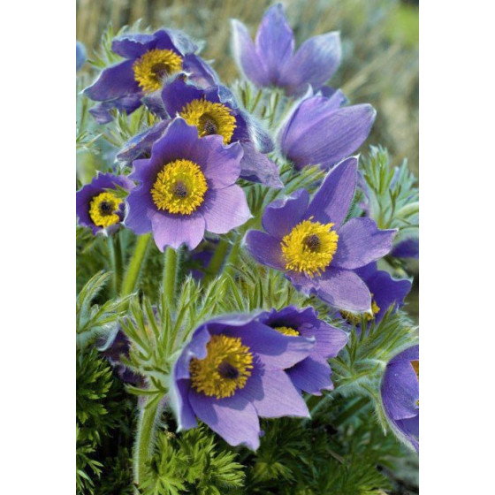 Silpurene Bells Violet" 20...