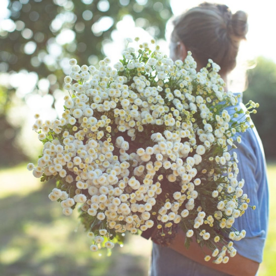 Zeltpīpenīte Vegmo Snowball...
