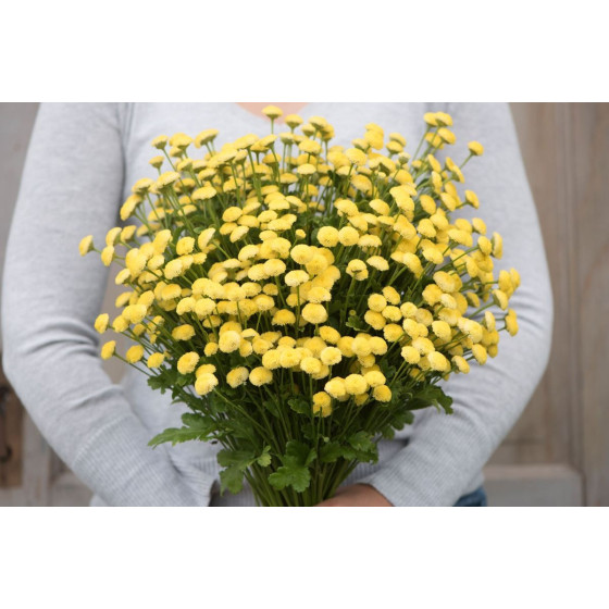 Zeltpīpenīte Vegmo Sunny...