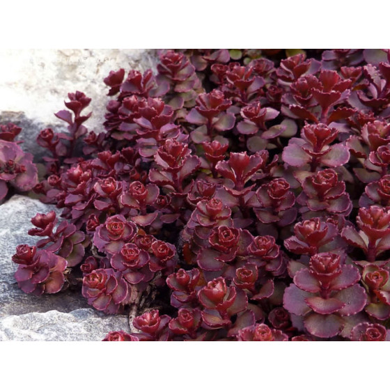 Laimiņš maldu Voodoo" 25...