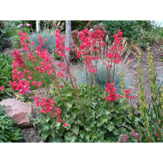 Heihēra asinsarkanā Ruby...