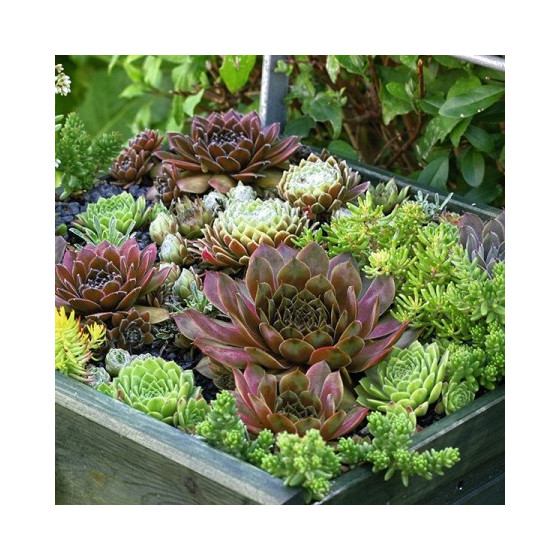 Saulrieteņi Hardy Hippie...