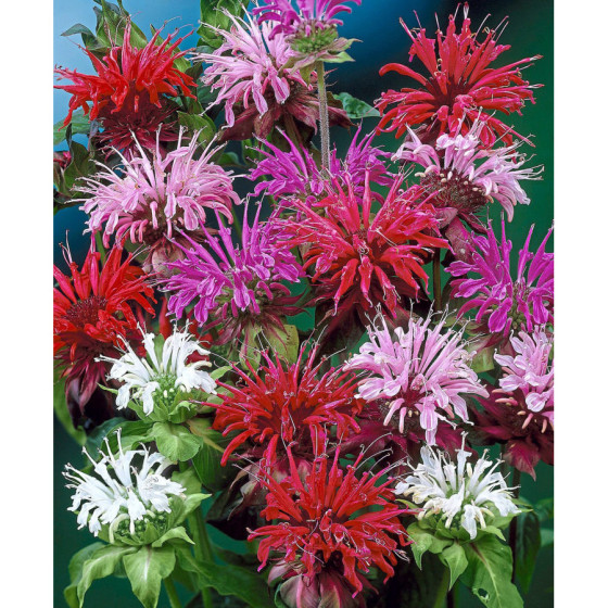 Monarda dvīņziedu Panorama...