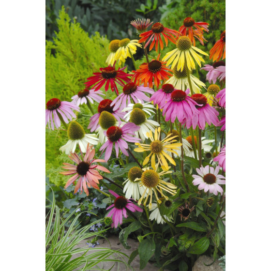 Ehinācija purpursarkanā...