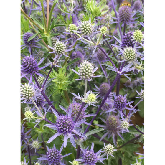 Zilpodze alpu Blue Glitter...