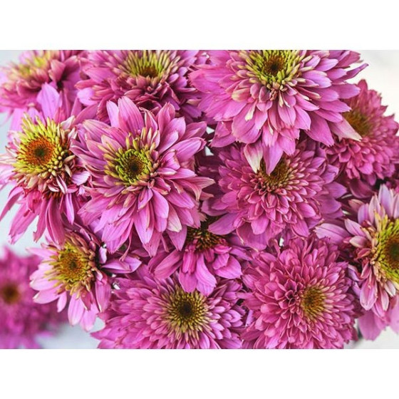 Ehinācija purpursarkanā...