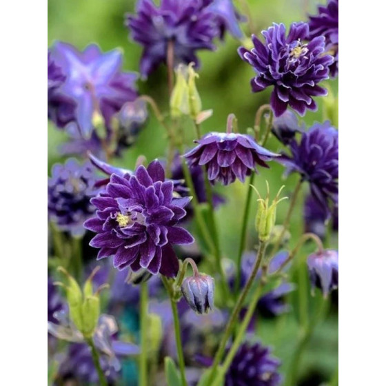 Ozolītes Purple Barlow" 20...