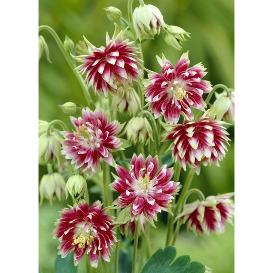 Ozolītes Nora Barlow" 20...