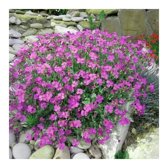 Arābe Kaukāza Little...