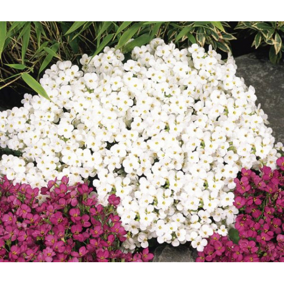 Arābe Kaukāza Little...