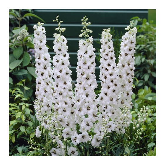 Delfīnijas augstās Magic...