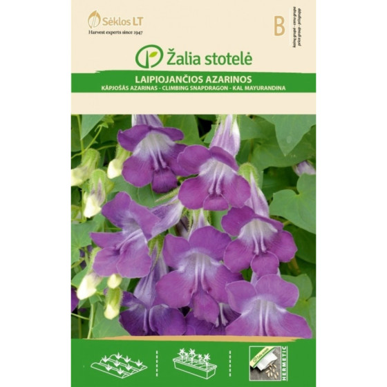 Asarīne ložņājošā