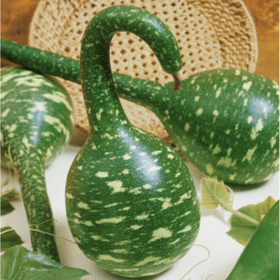 Lagenārija (pudeļķirbis)...