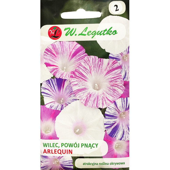 Ipomeja purpursarkanā...