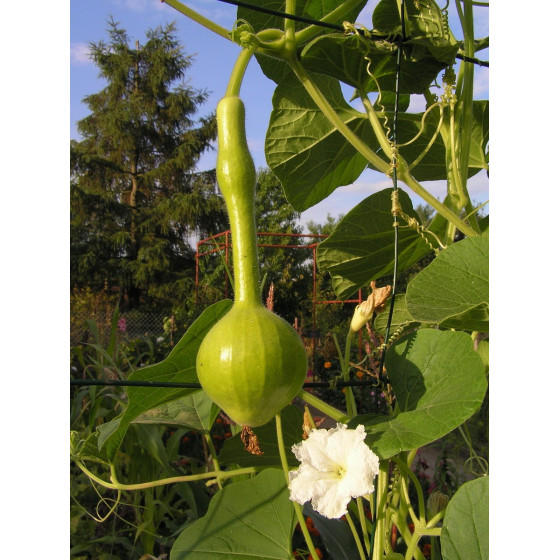 Lagenārija (pudeļķirbis)...