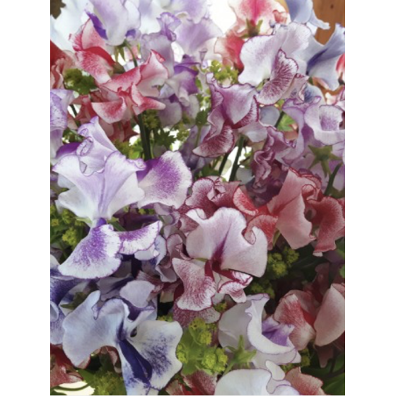 Lielziedu puķuzirņi...