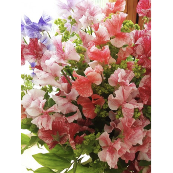 Lielziedu puķuzirņi...