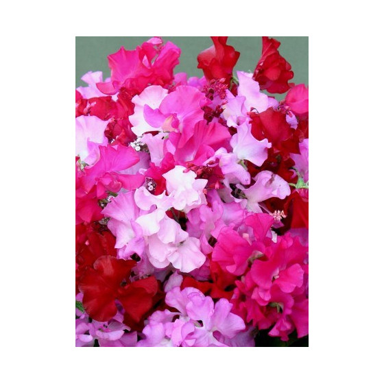 Lielziedu puķuzirņi...