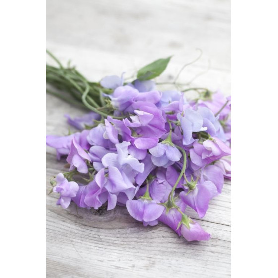 Puķuzirņi Royal Lavender 20...