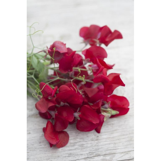 Puķuzirņi Royal Crimson 20...