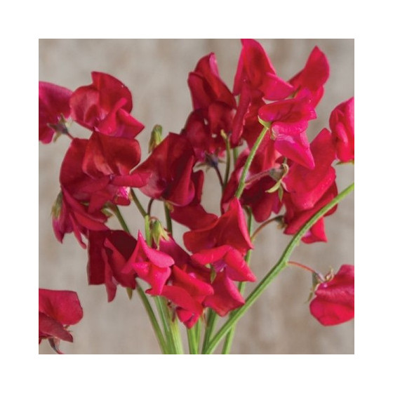 Puķuzirņi Elegance Scarlet...