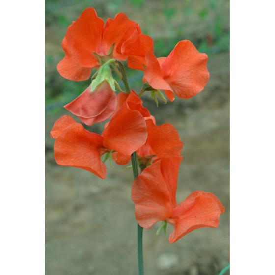 Puķuzirņi Spring Sunshine...