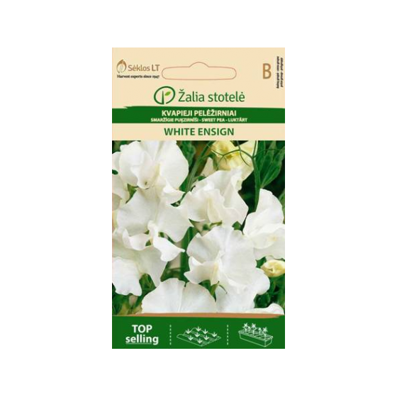 Puķzirnīši smaržīgie WHITE...