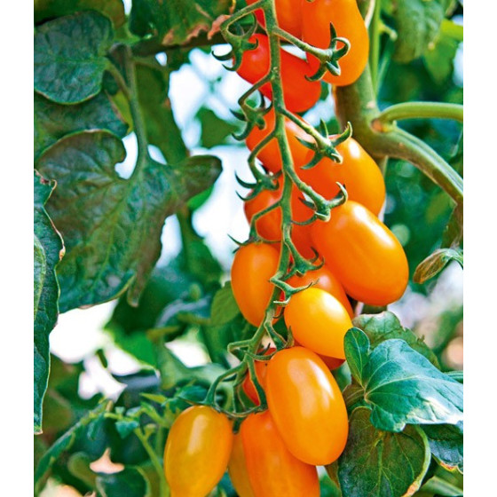 Tomāti Nugget F1 3s