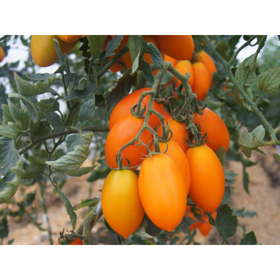 Tomātu sēklas Organza F1 (3s)