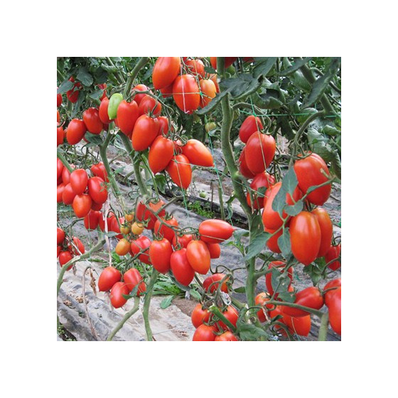 Tomātu sēklas Colibri F1...