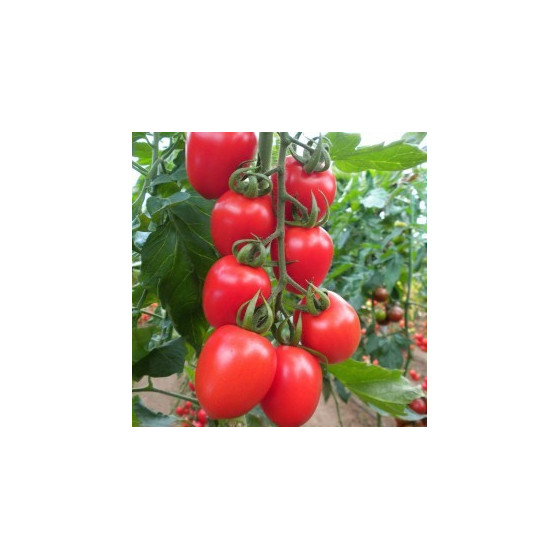 Tomāti Peradur F1 5 sēkl.