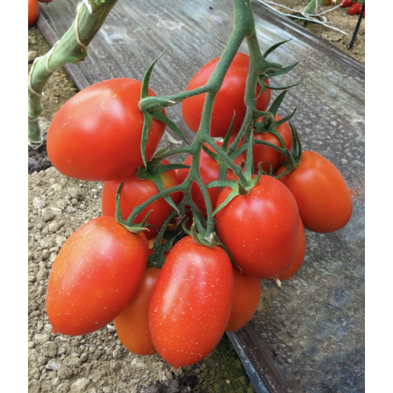 Tomāti Oceano F1 5 sēkl.