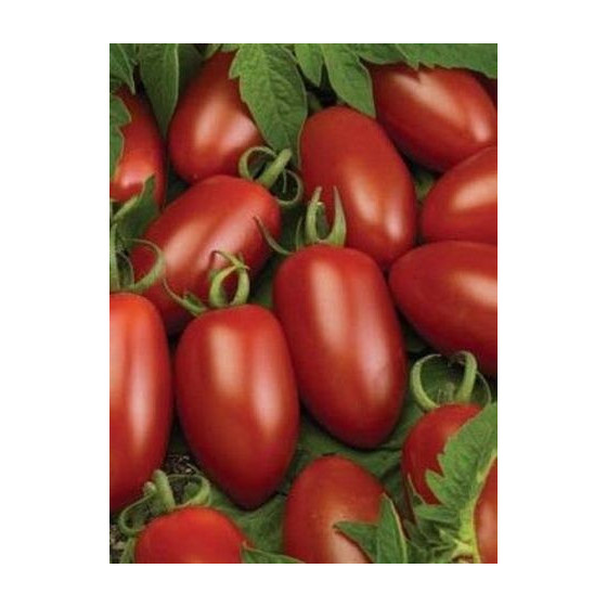 Tomāti Caprese F1 (100 sēklas)