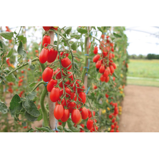 Tomāti Trilly F1 5 sēklas