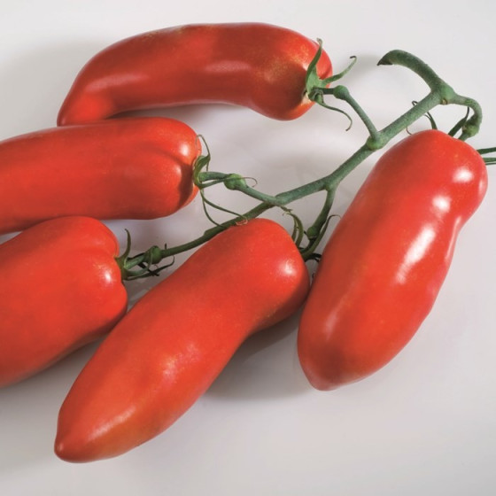 Tomāti CORNABEL F1 10 sēklas