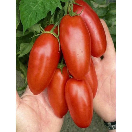 Tomāti Lancelot F1 5s