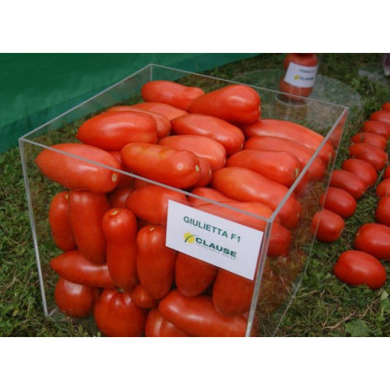 Tomātu sēklas Giulietta F1...