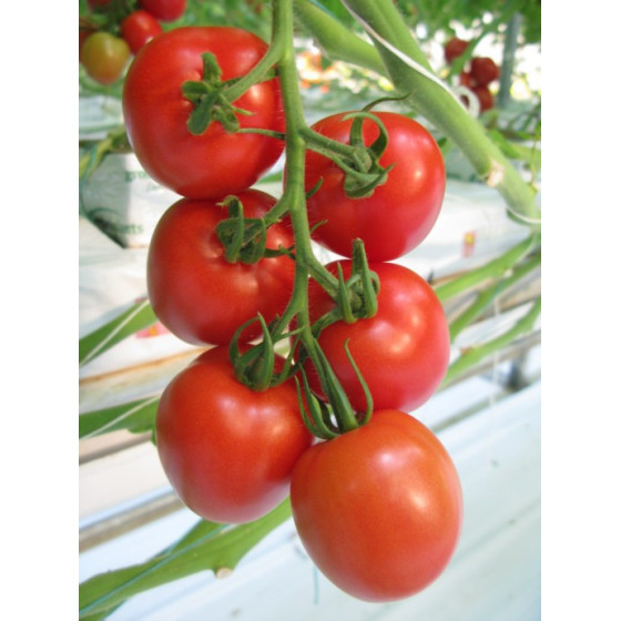 Tomātu sēklas Prunus F1 (3...