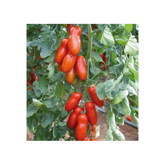 Tomāti Pozzano F1 5 sēklas