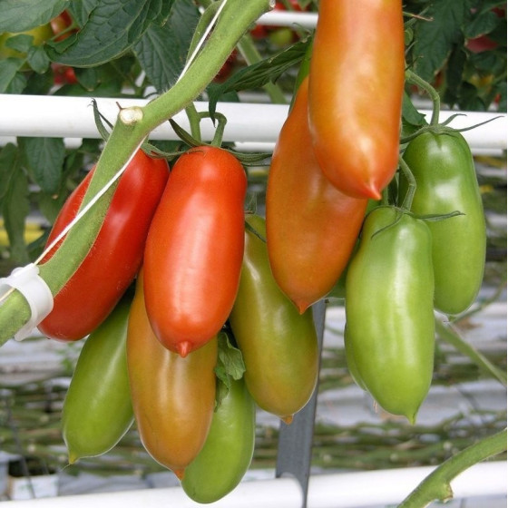 Tomāti Seviocard F1 5 sēklas