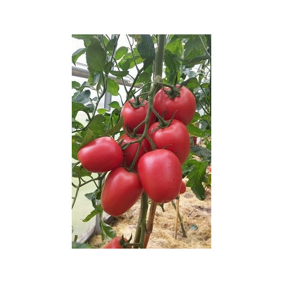 Tomāti Kongo F1 ( 5 sēklas)