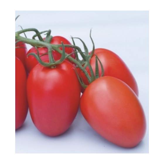 Tomāti Sanmino F1 (Lauka)...