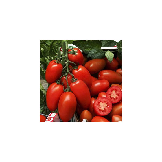 Tomāti Incas F1 15s (Lauka...