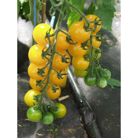 Tomātu sēklas Golden Pearl...