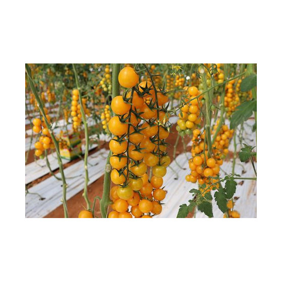 Tomāti Yelorita F1 (3 sēkl.)