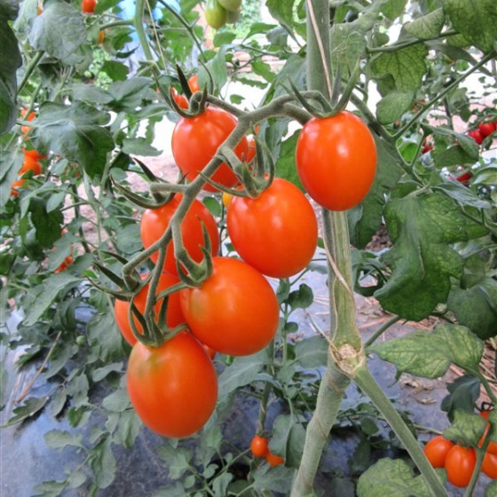 Tomāti Blondy F1 (5 sēklas)