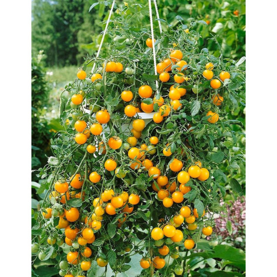 Tomāti Tumbling Tom Yellow...