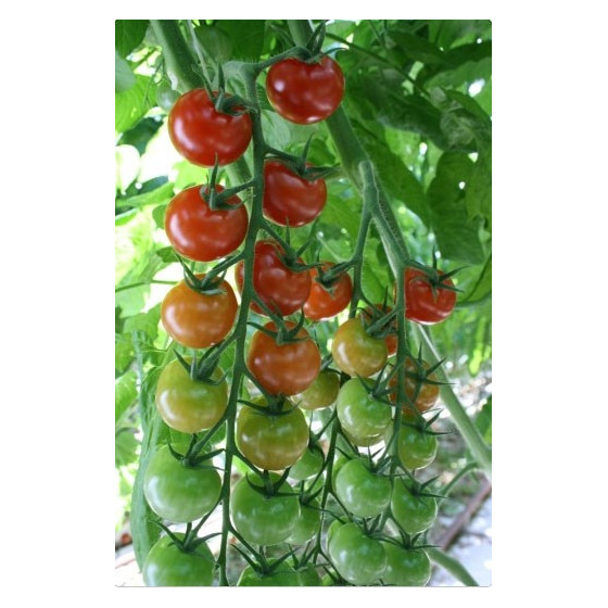 Tomātu sēklas Majorita (10s)